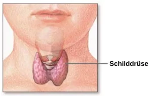 Read more about the article Schilddrüse Teil 2: Nährstoffe & Schadstoffe