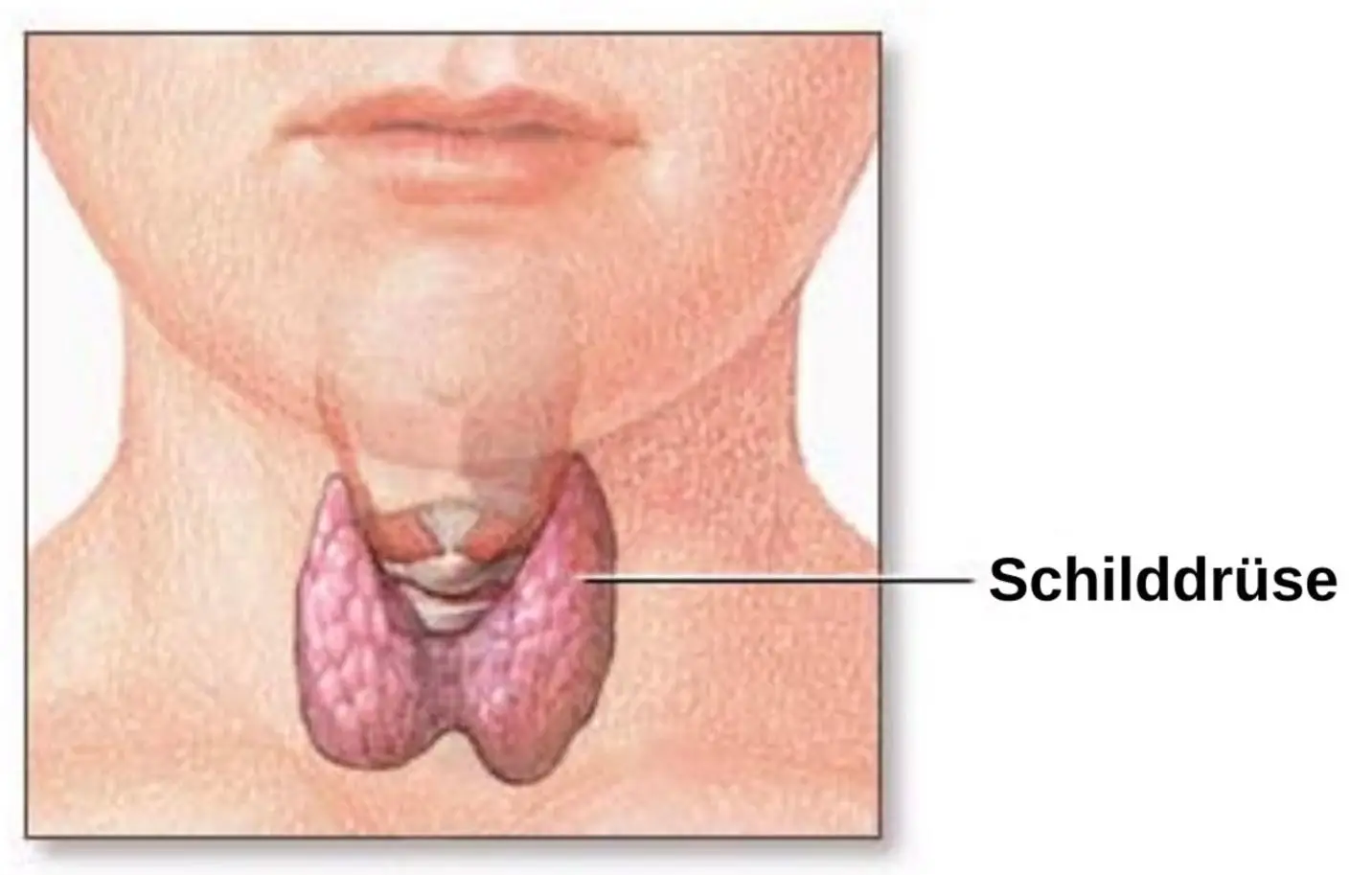 Read more about the article Schilddrüse Teil 2: Nährstoffe & Schadstoffe