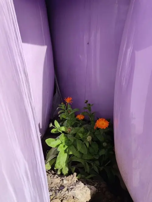 Das Bild zeigt eine widerstandsfähige grüne Pflanze mit leuchtend orangefarbenen Blüten, die zwischen grossen violett eingeschweissten Heuballen gedeiht. Es ist ein schönes Beispiel, wie die Natur auch in widrigen Umgebungen überlebt.